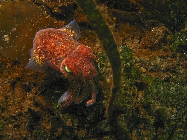 Stubby Squid