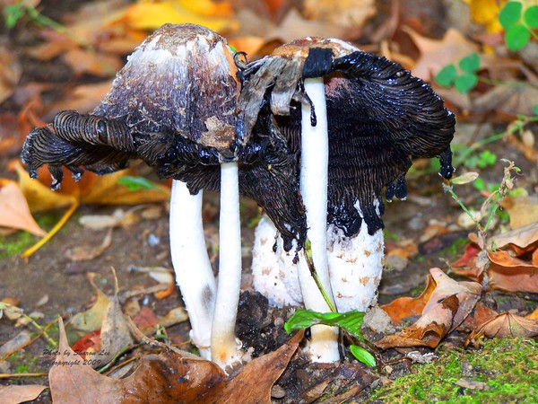 Toad Stools