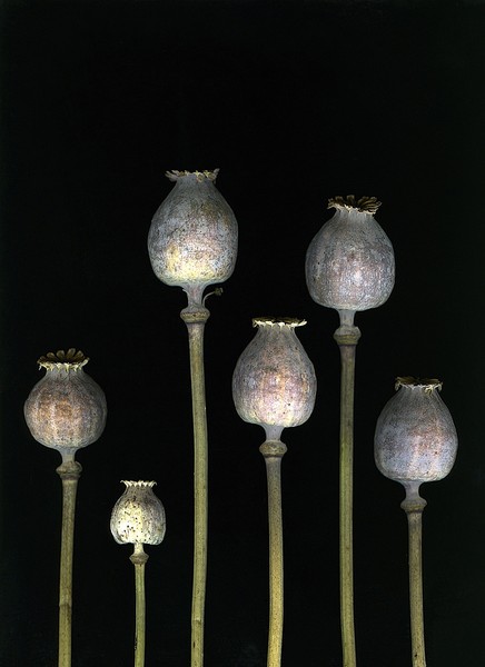 Poppies