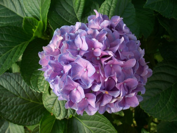 Blue Hydrangea