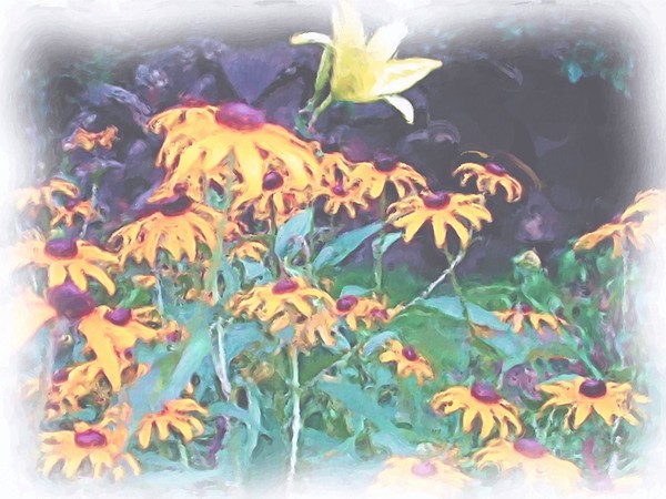 A Lily in the Field