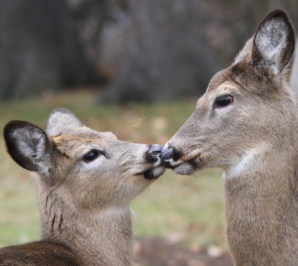 Early morning Smootch!