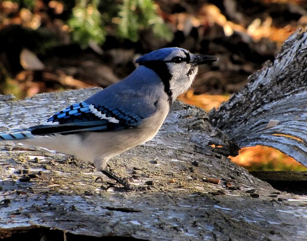 Bluejay - full gullet