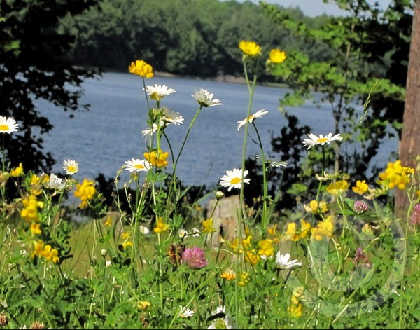 Northern Lake Wildflowers