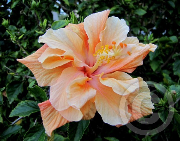 Double hibiscus!