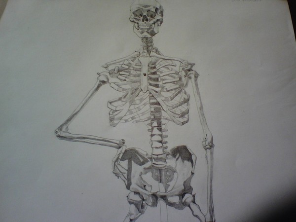 Skeleton