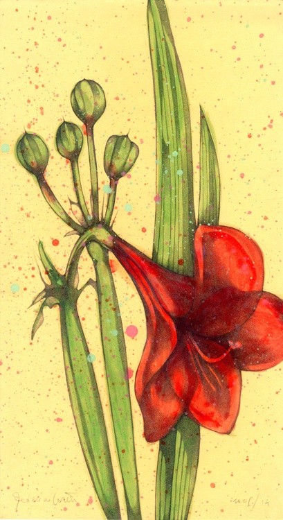 Amarillis
