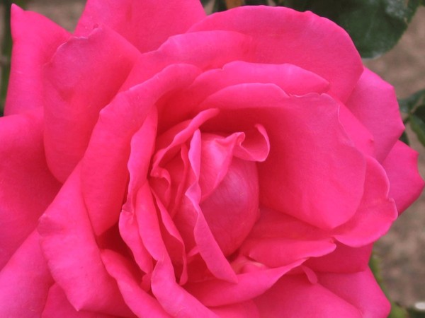 Red Roses