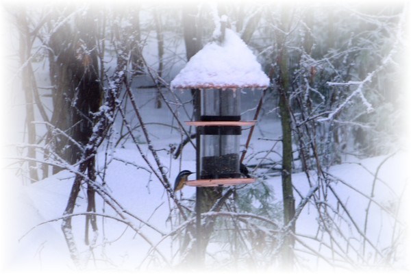 Winterfest