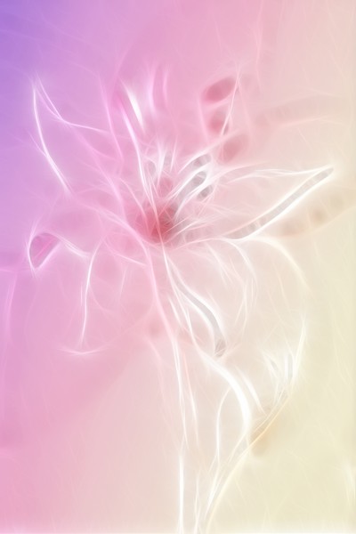 Lily the pink