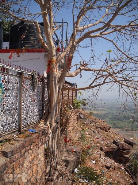 Back Wall-Tree on Hill