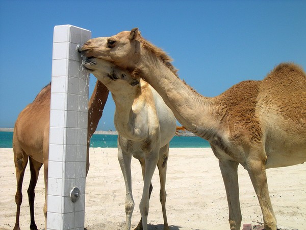 Camels-Jebel Ali beach