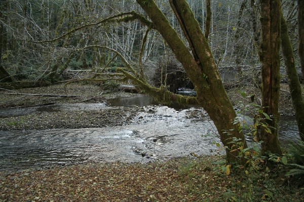 Forest Stream