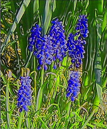 Grape Hyacinths