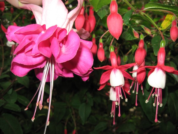 More Fuchsias