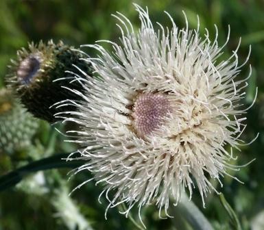 WILDFLOWER 3