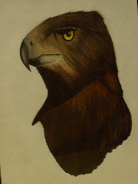 roberts_artwork-hawk