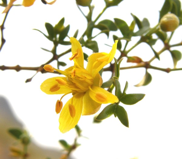 First Bloom