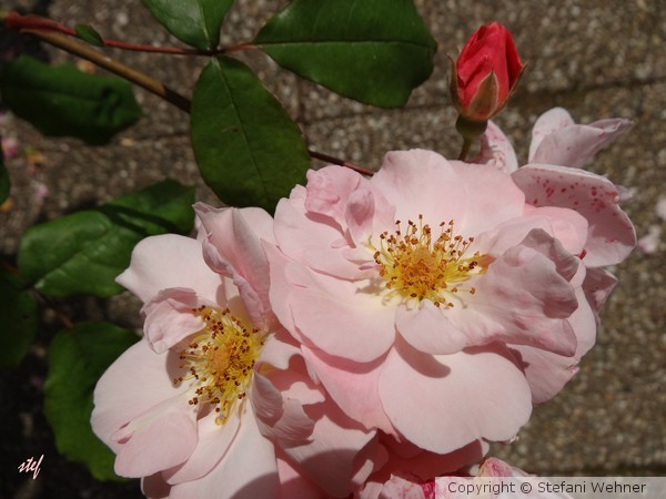 missing my roses