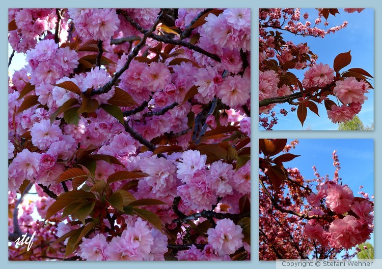 plenty of pink