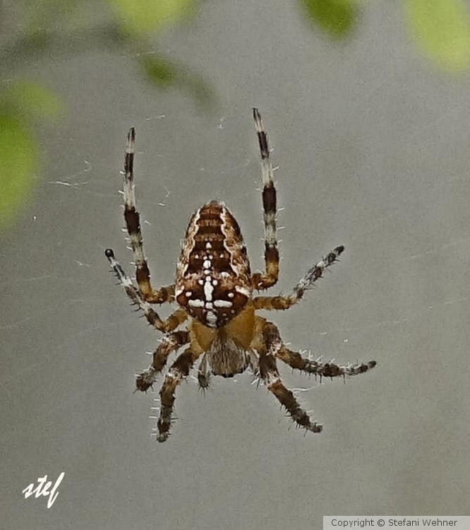 summer guest