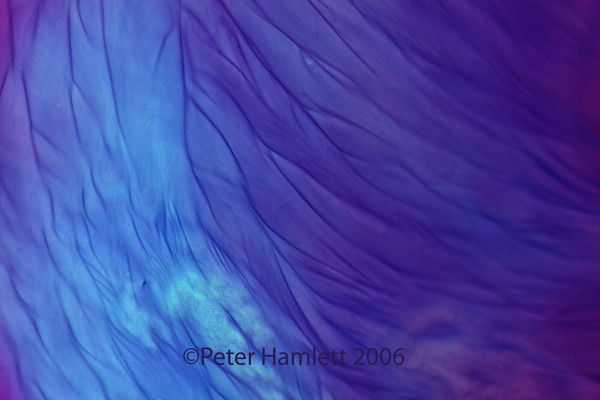 Ghostly Cloth