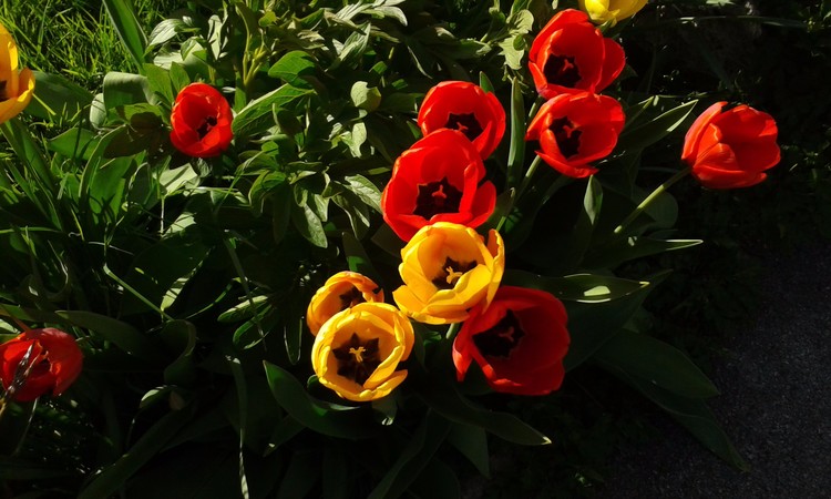 Tulips In Our Garden