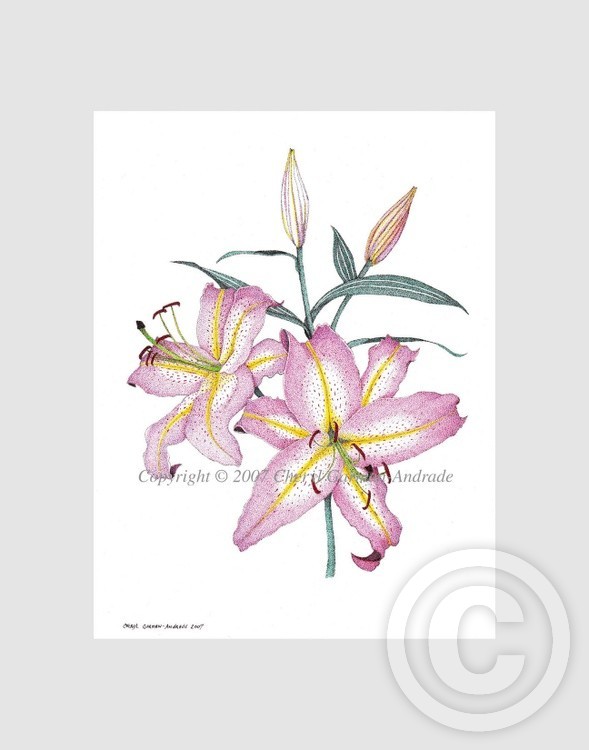 Pink Lilies Pen and Ink Pointillism