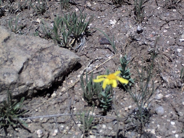 wild daisy