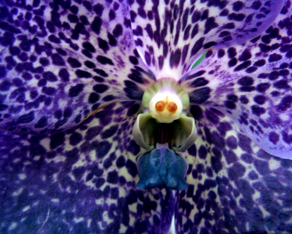 Flower (2)