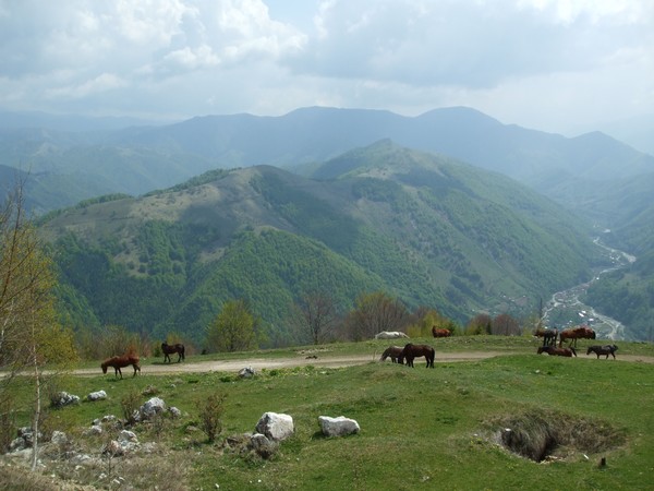 Horses