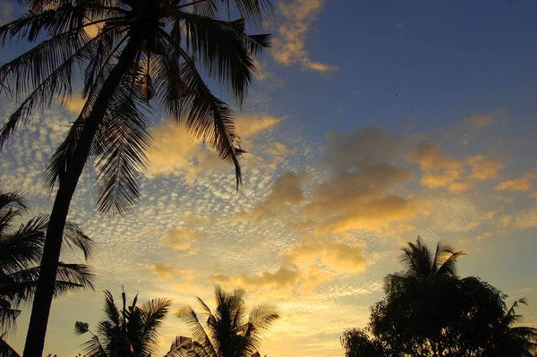 Palms 