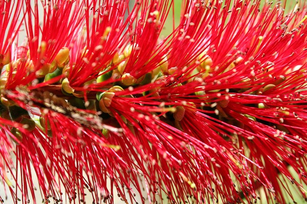 Red Bottle Brush Flower