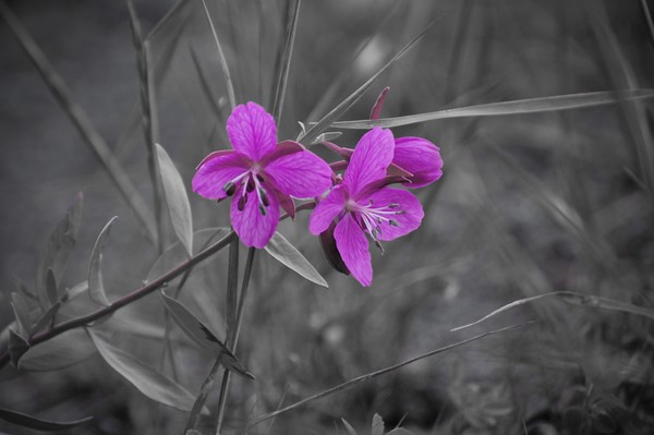 Dwarf Fireweed