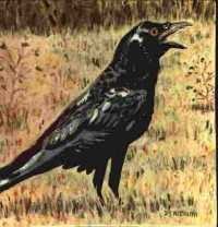 Black Crow
