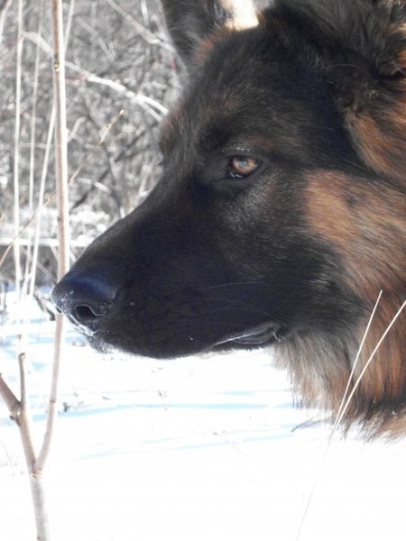 Remus