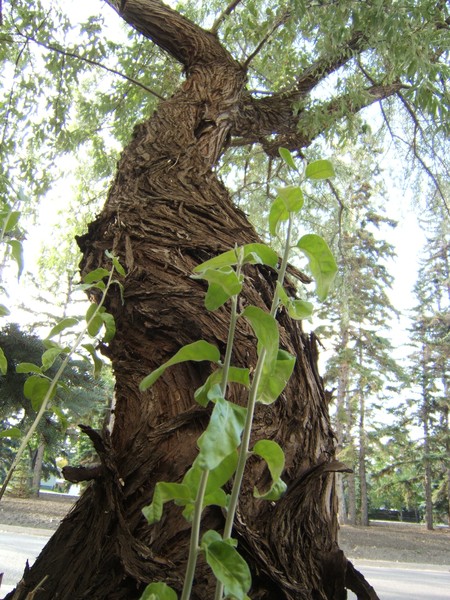 tree