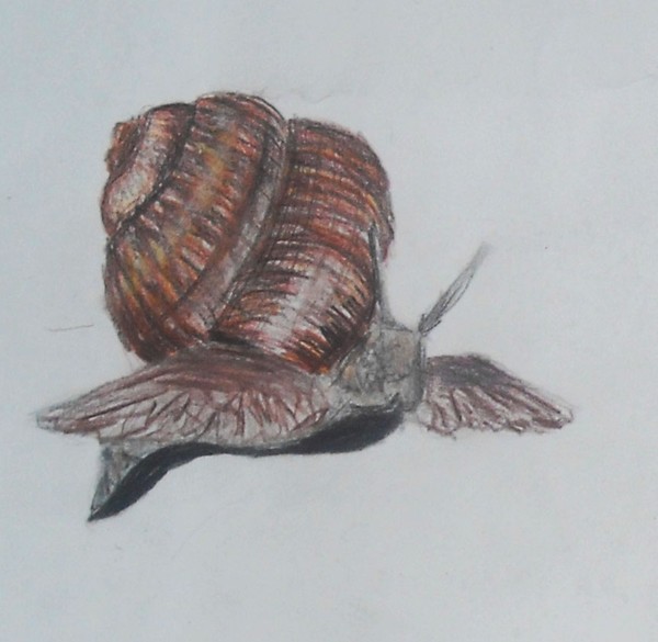 Snail