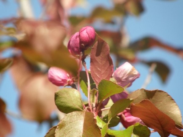 crabapple