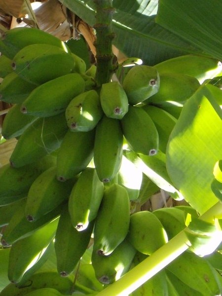 banana's 2