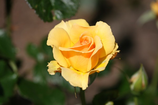 A Simple Yellow Rose