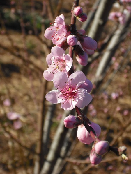 Blossom