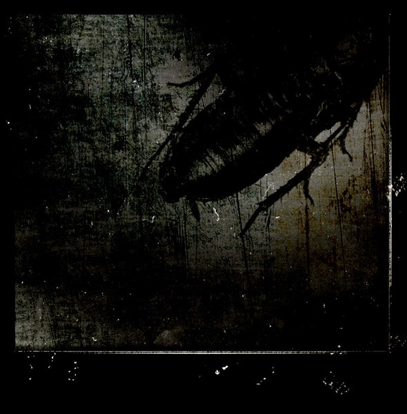 cockroach