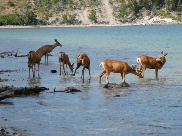 Deer at Waterton