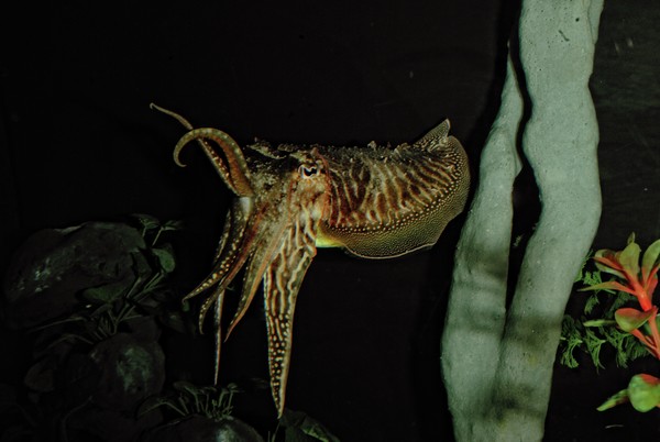 Cuttlefish Attack!