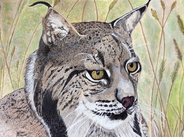 FA052EDF-94BE-4861-912C-An Iberian Lynx8FA8DA4CD