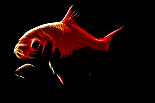 Goldfish 1