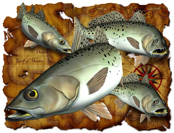 SEATROUT