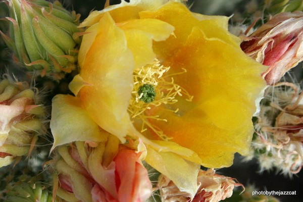 yellow cactus flower