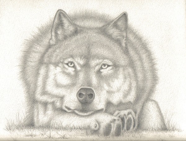wolf